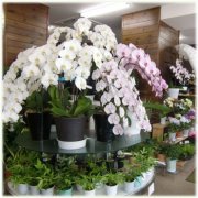 「春秋舎」　（茨城県日立市）の花屋店舗写真2